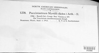 Naohidemyces vaccinii image